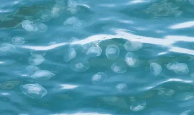 对烟台人来说,不洗海澡(xiajiaozi)就不算过夏天