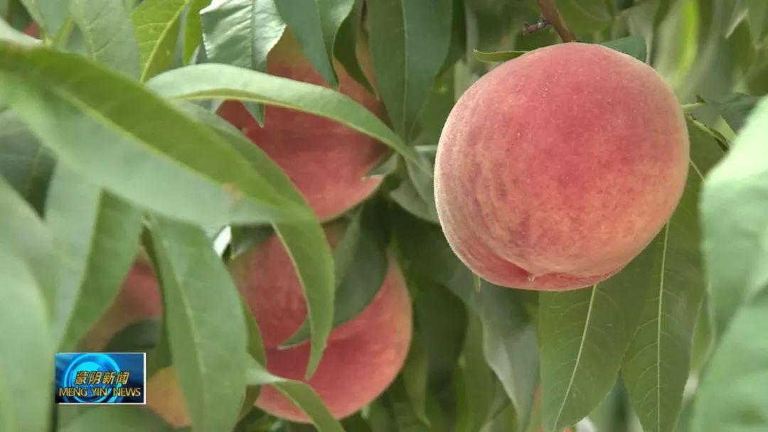 蜜桃市场前景,蜜桃走俏市场