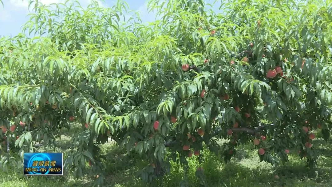蜜桃市场前景,蜜桃走俏市场