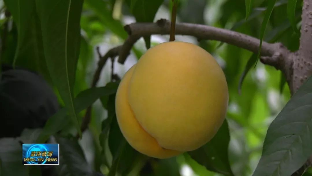 蜜桃市场前景,蜜桃走俏市场