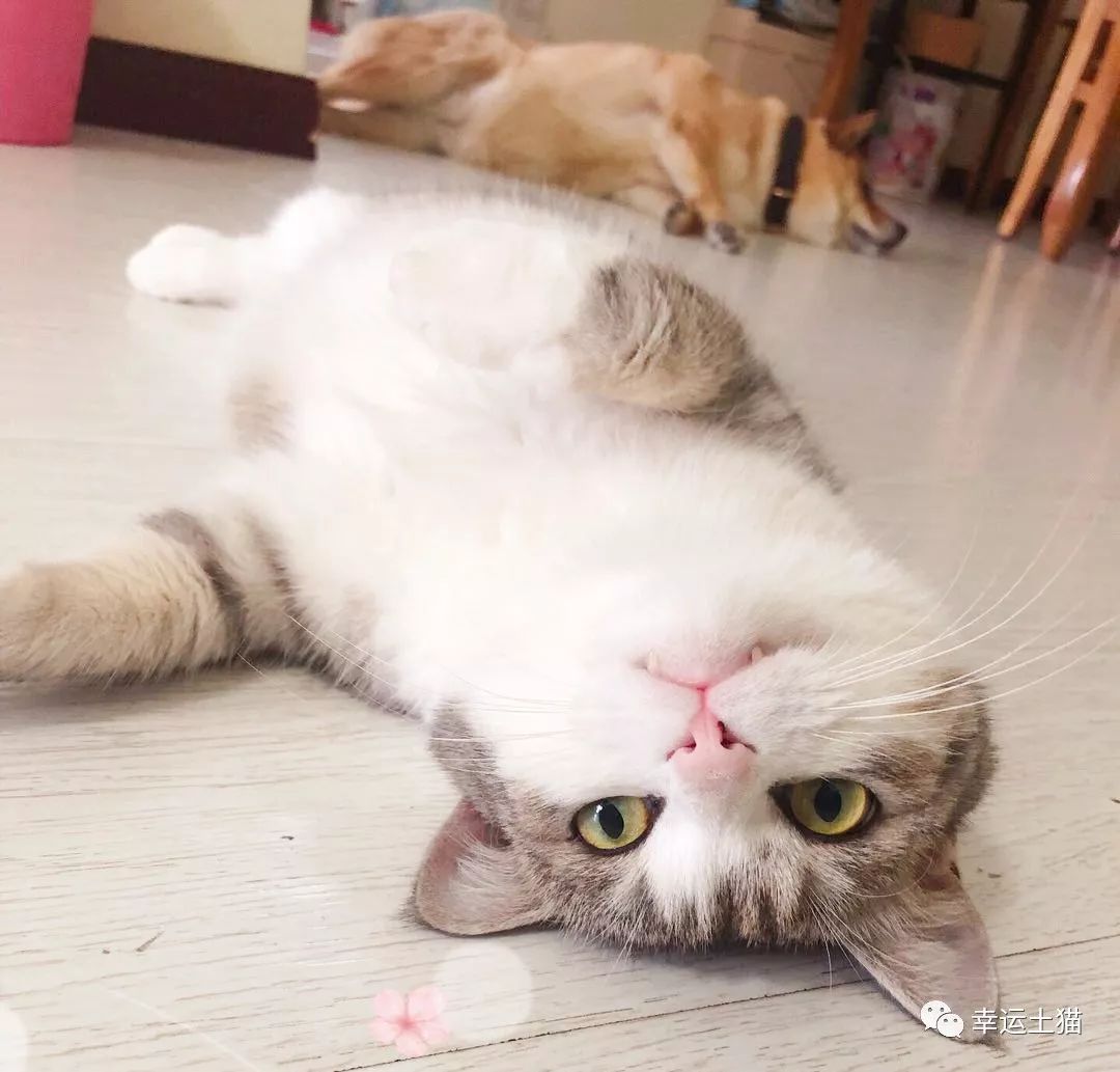 骞歌繍鍦熺尗,骞歌繍鍦熺尗涔夊崠灏忛摵