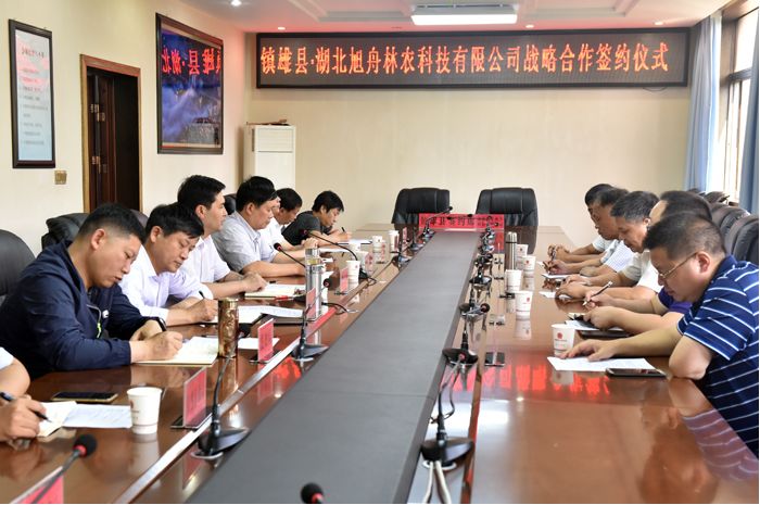 毛叶山桐子种植合作协议合同,毛叶山桐子产业