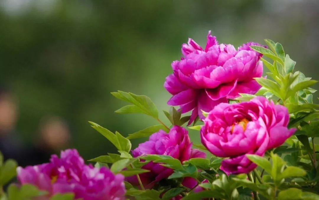 国花牡丹的养殖方法和注意事项,国花牡丹简笔画图片