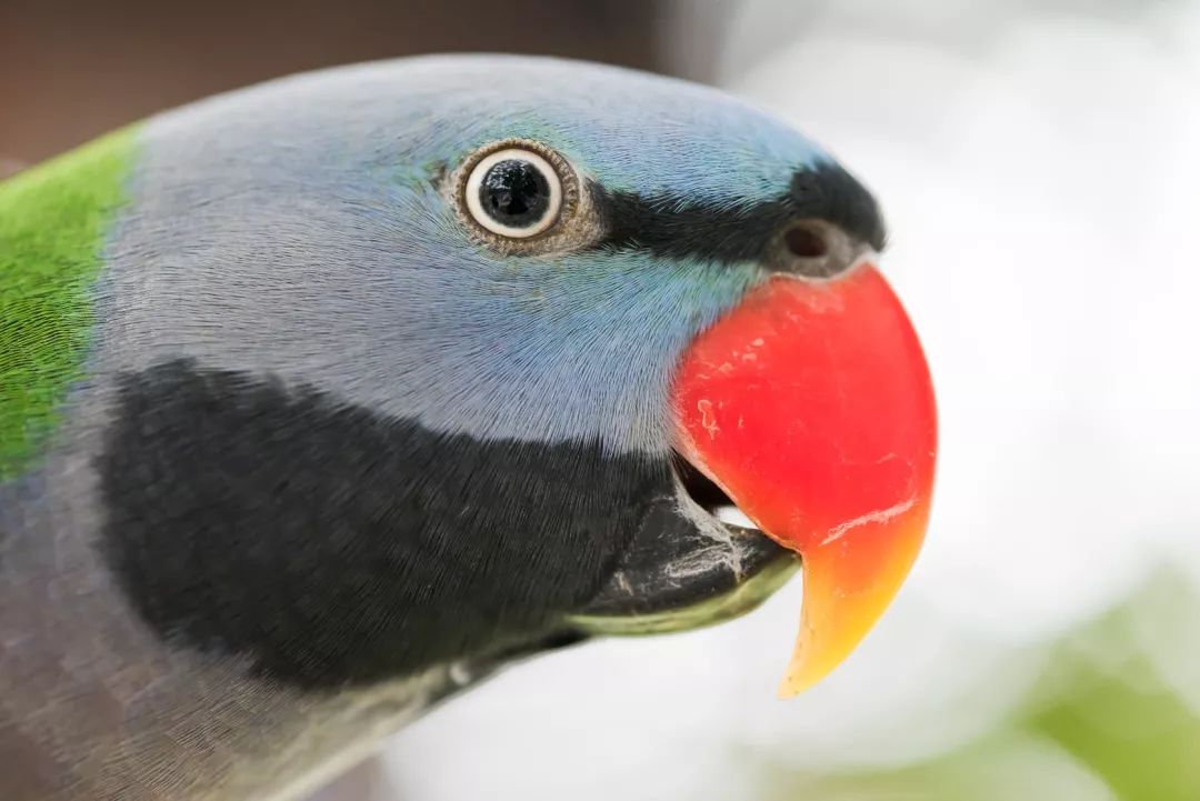 世界上最长寿的五种动物,养动物可以长寿