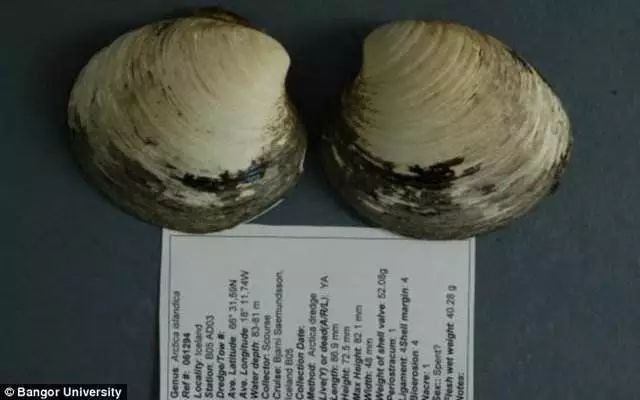 世界上最长寿的五种动物,养动物可以长寿