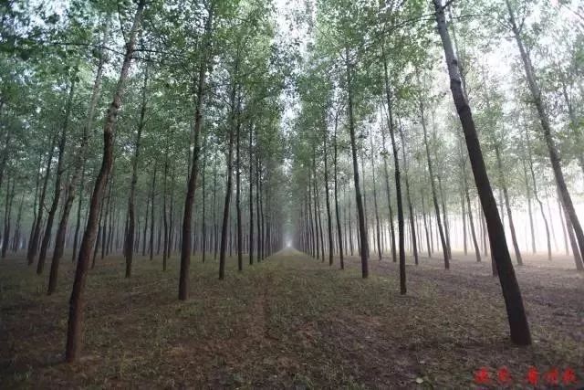 单县最值得去的地方,单县值得去的地方