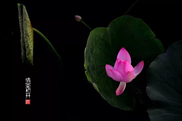 关于荷花和荷叶的生日祝福语,祝荷花生日快乐的话