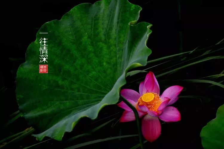 关于荷花和荷叶的生日祝福语,祝荷花生日快乐的话