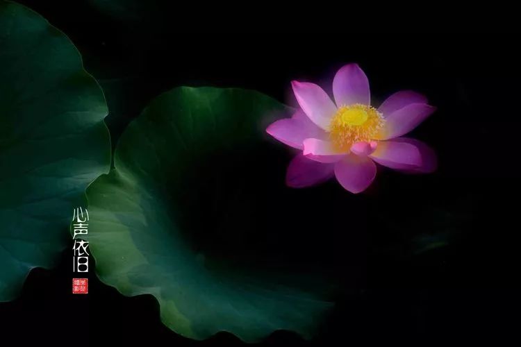 关于荷花和荷叶的生日祝福语,祝荷花生日快乐的话