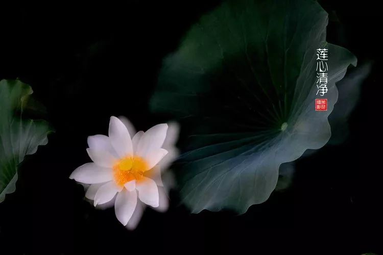 关于荷花和荷叶的生日祝福语,祝荷花生日快乐的话