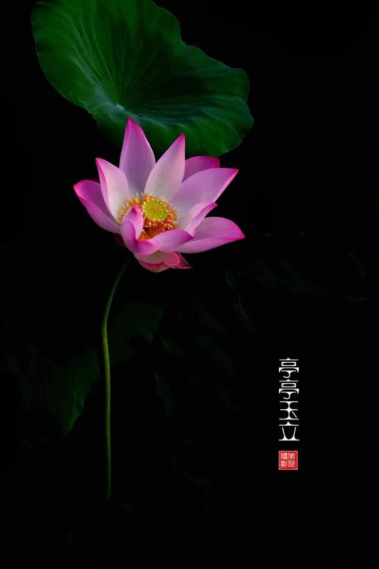 关于荷花和荷叶的生日祝福语,祝荷花生日快乐的话