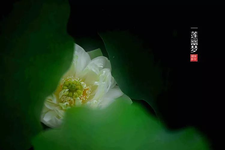 关于荷花和荷叶的生日祝福语,祝荷花生日快乐的话