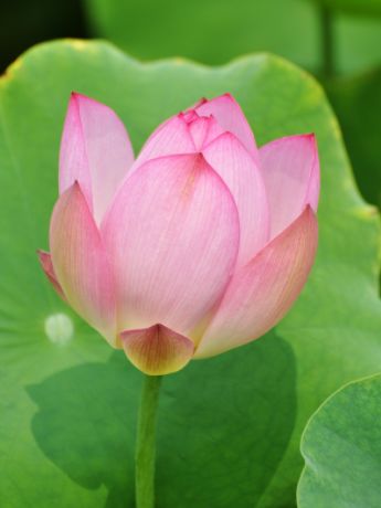 关于荷花唯美的诗句大全,最有意思的荷花诗词