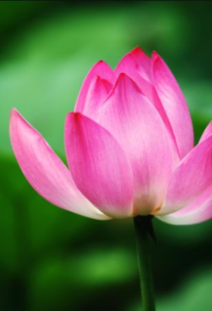 关于荷花唯美的诗句大全,最有意思的荷花诗词