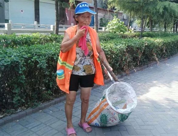 高温下，磁县娇艳的“城市黄玫瑰”