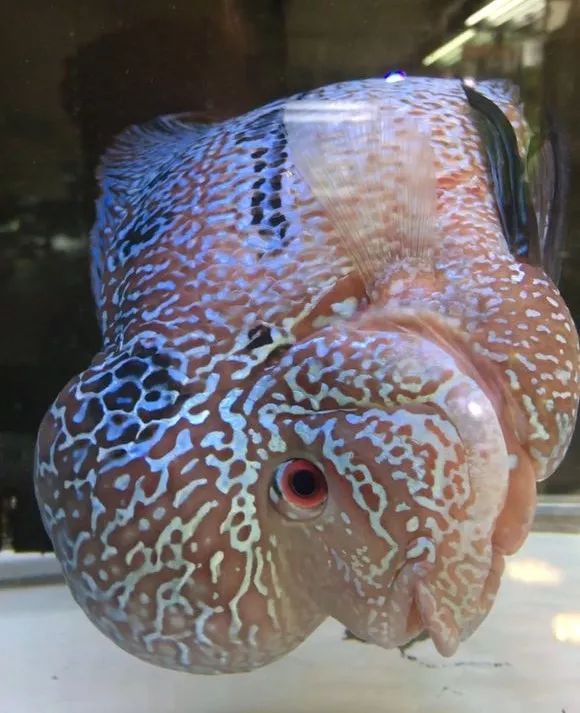 我的罗严重失鰾，都说救不活了但依旧给了我奇迹