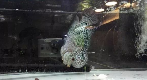 我的罗严重失鰾，都说救不活了但依旧给了我奇迹