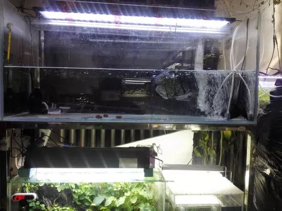 我的罗严重失鰾，都说救不活了但依旧给了我奇迹