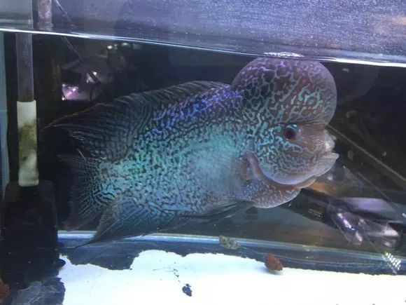 我的罗严重失鰾，都说救不活了但依旧给了我奇迹