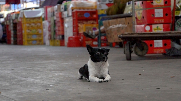 广州市水果市场热闹吗,广州水果市场有杨梅