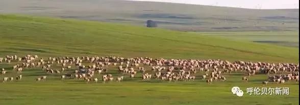 围观|2019下半年，呼伦贝尔将大爆发！直接影响你的票子、车子、日子…