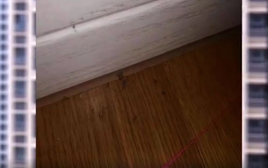 女业主交房被气哭,新房入伙女主人哭