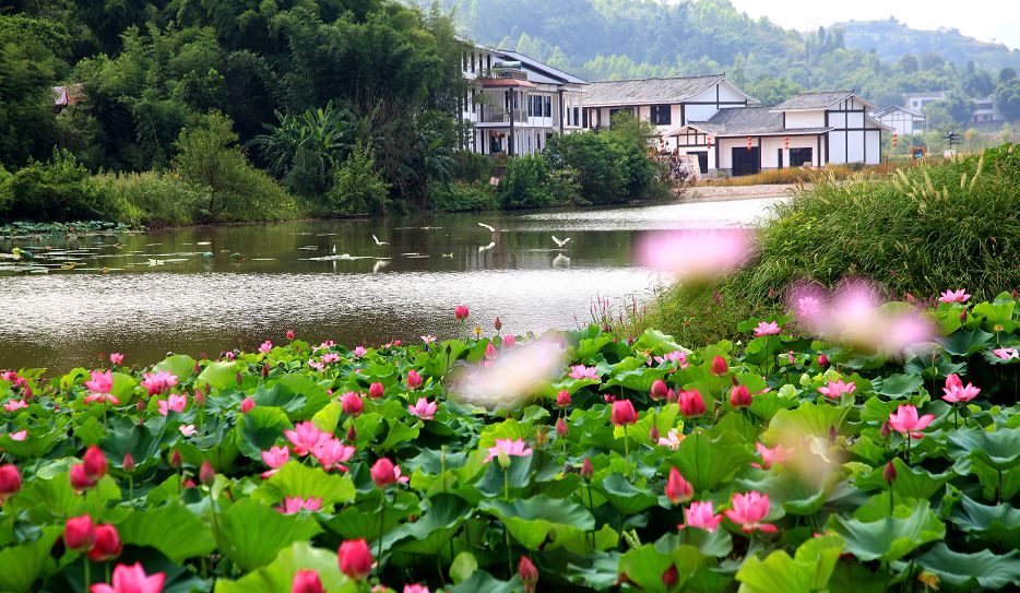 【晒文化·晒风景】明天看铜梁安居古城，赏荷花荷叶