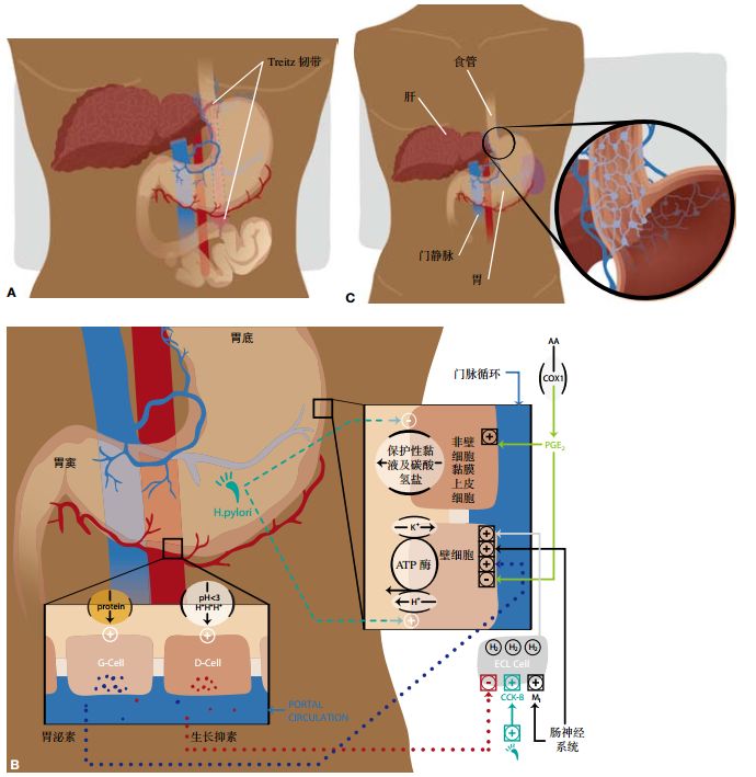 消化道出血概述,上消化道出血诊疗指南最新解读