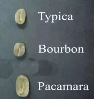 萨尔瓦多咖啡,咖啡豆阿拉比卡和罗布斯塔的品种