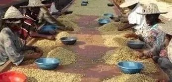 萨尔瓦多咖啡,咖啡豆阿拉比卡和罗布斯塔的品种