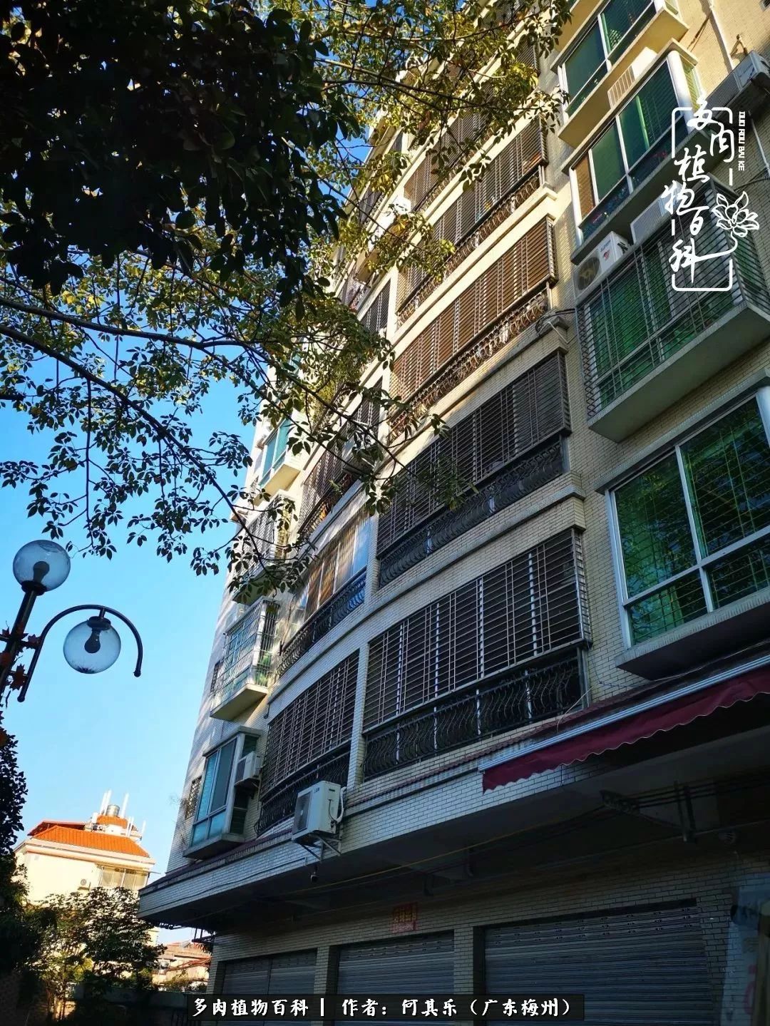 我的阳台“肉园”,看着它们,亦可醉生梦死了