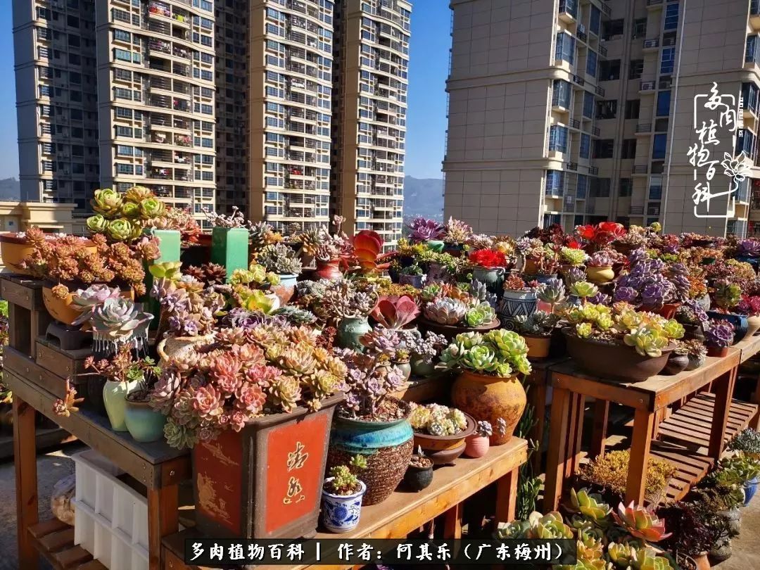 我的阳台“肉园”,看着它们,亦可醉生梦死了