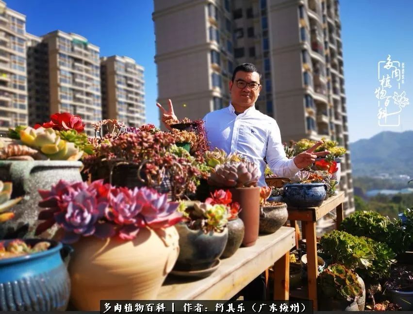 我的阳台“肉园”,看着它们,亦可醉生梦死了