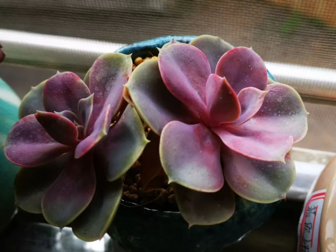 我的阳台“肉园”,看着它们,亦可醉生梦死了