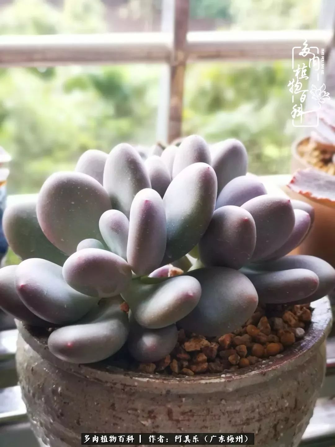 我的阳台“肉园”,看着它们,亦可醉生梦死了