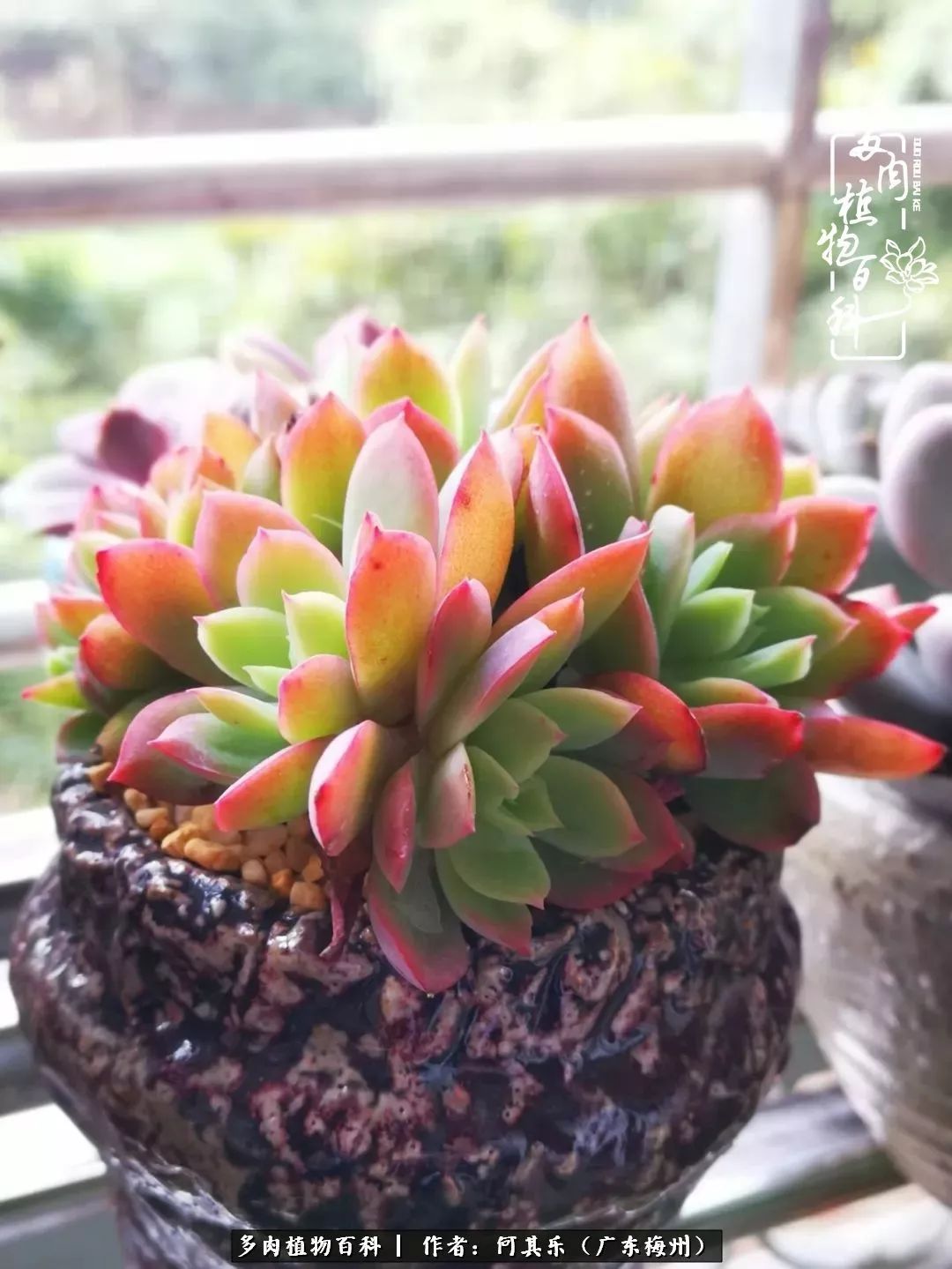 我的阳台“肉园”,看着它们,亦可醉生梦死了