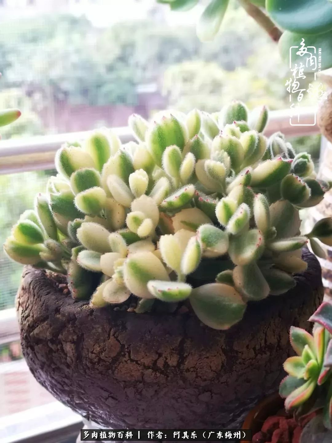 我的阳台“肉园”,看着它们,亦可醉生梦死了