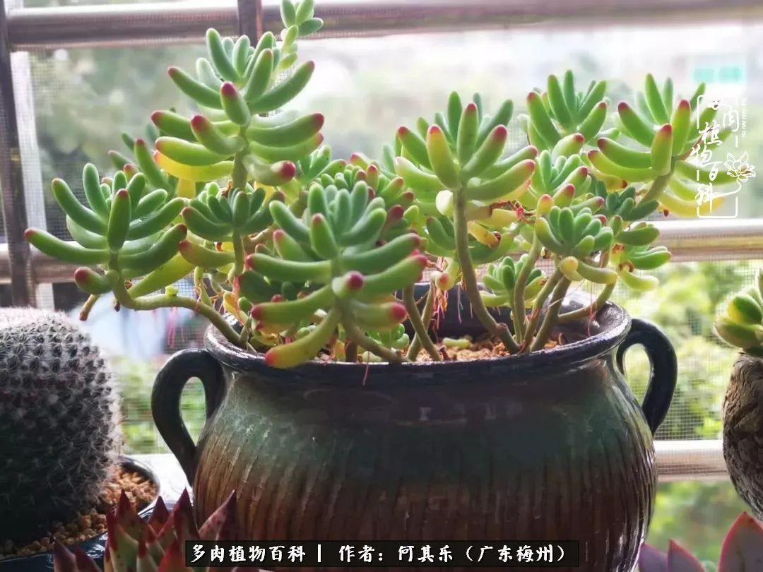 我的阳台“肉园”,看着它们,亦可醉生梦死了