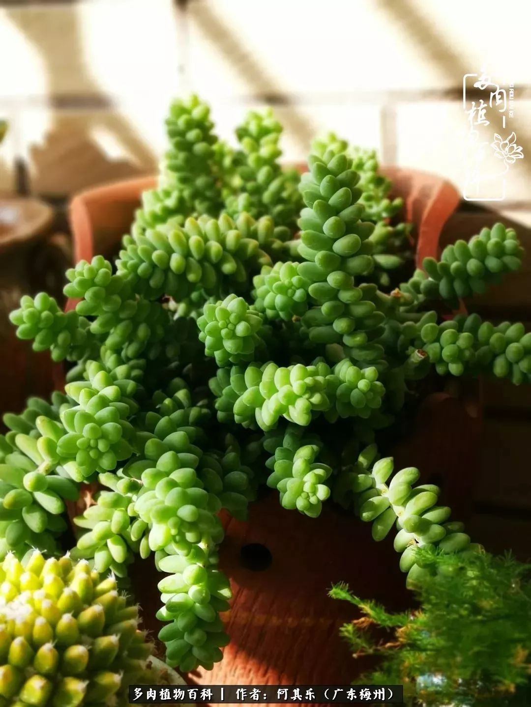 我的阳台“肉园”,看着它们,亦可醉生梦死了