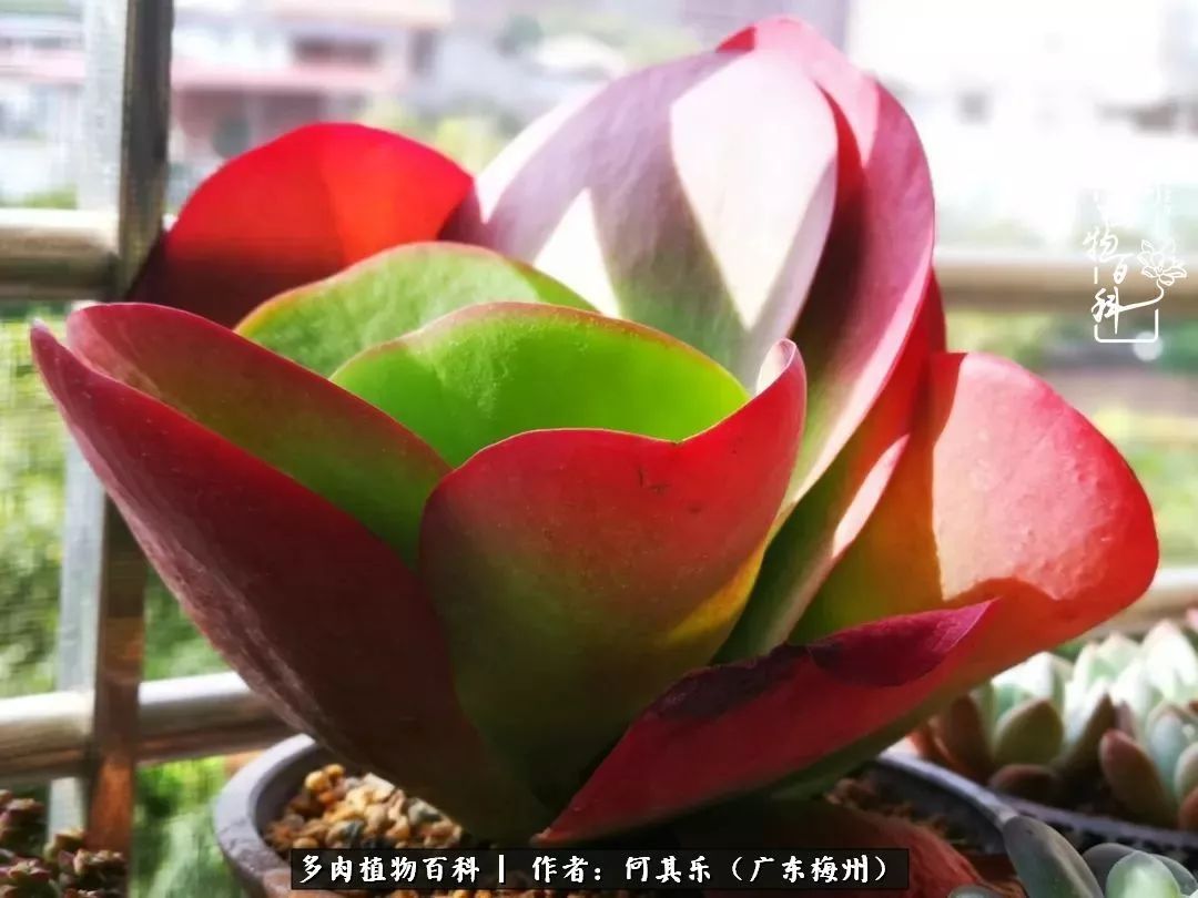 我的阳台“肉园”,看着它们,亦可醉生梦死了