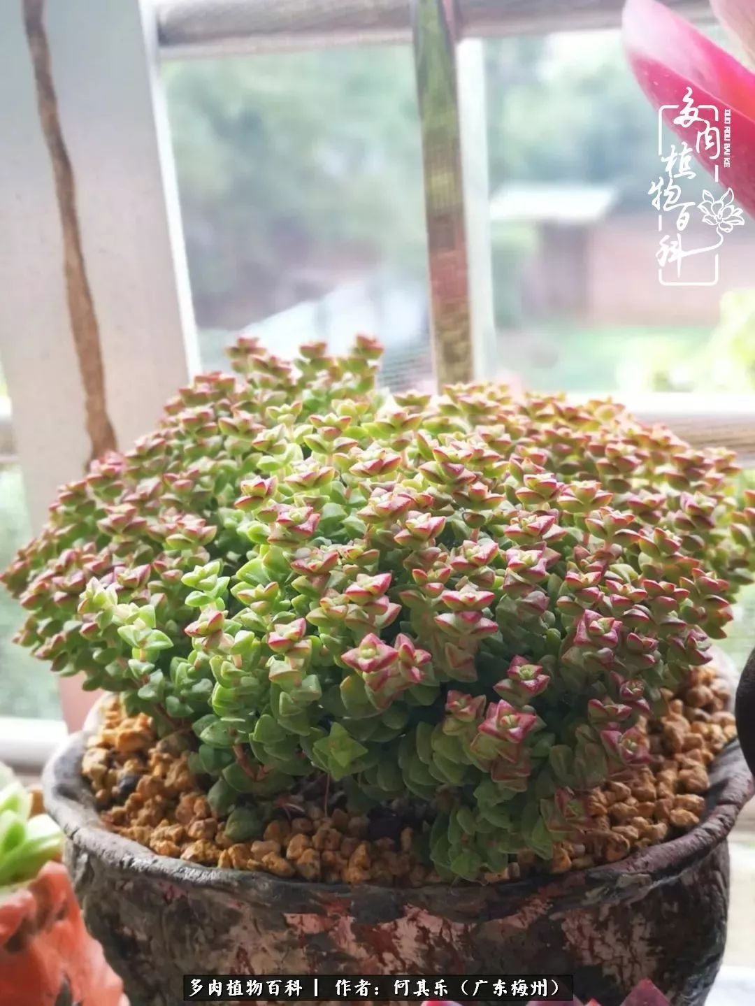 我的阳台“肉园”,看着它们,亦可醉生梦死了