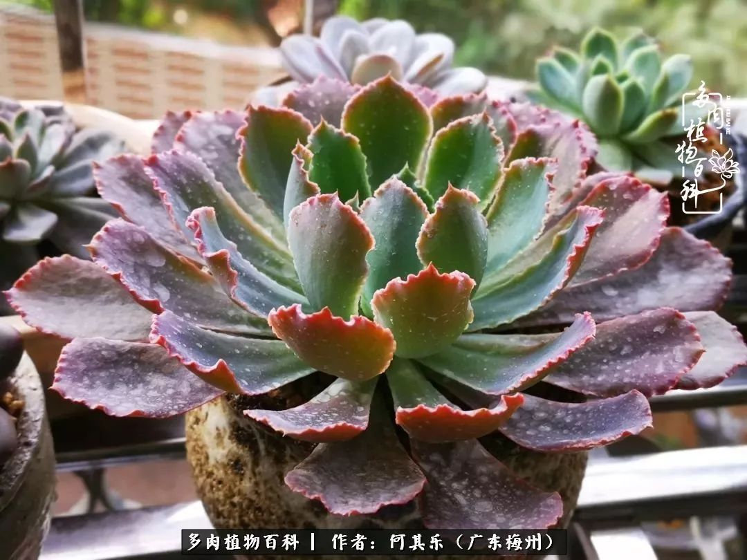 我的阳台“肉园”,看着它们,亦可醉生梦死了