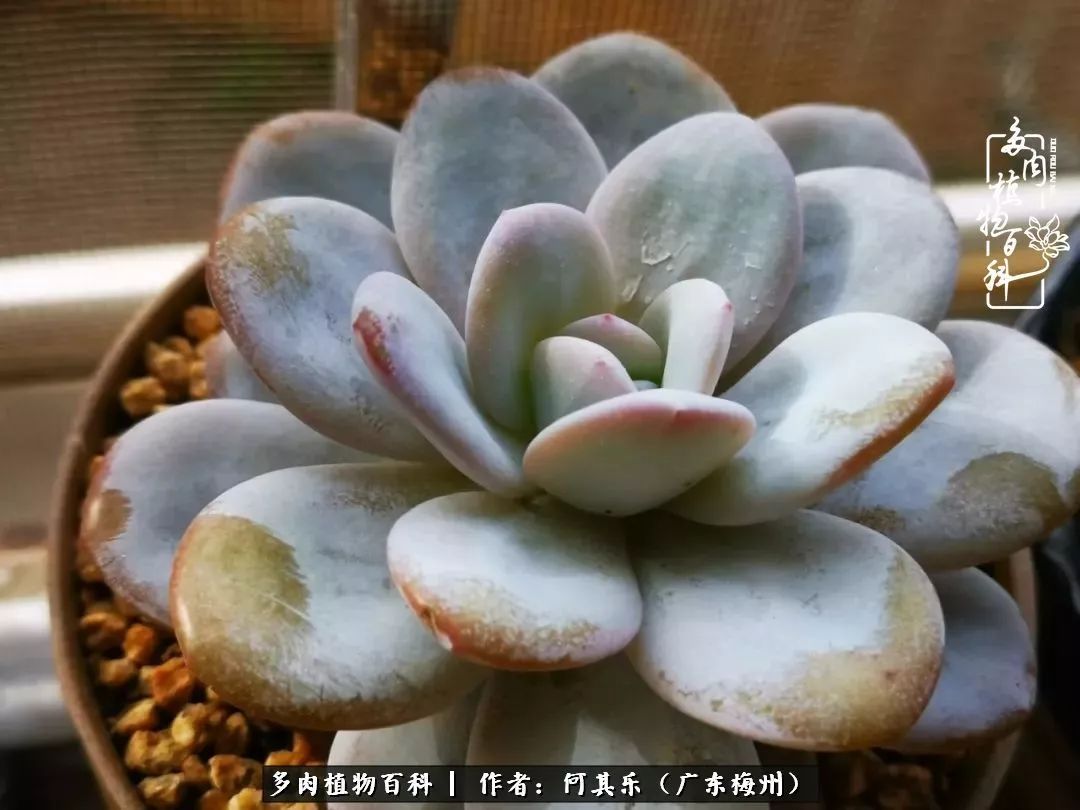 我的阳台“肉园”,看着它们,亦可醉生梦死了