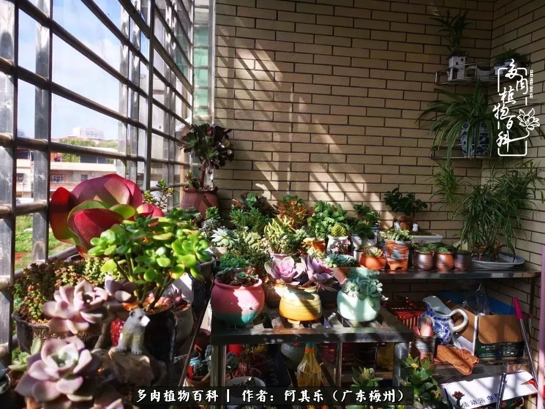 我的阳台“肉园”,看着它们,亦可醉生梦死了