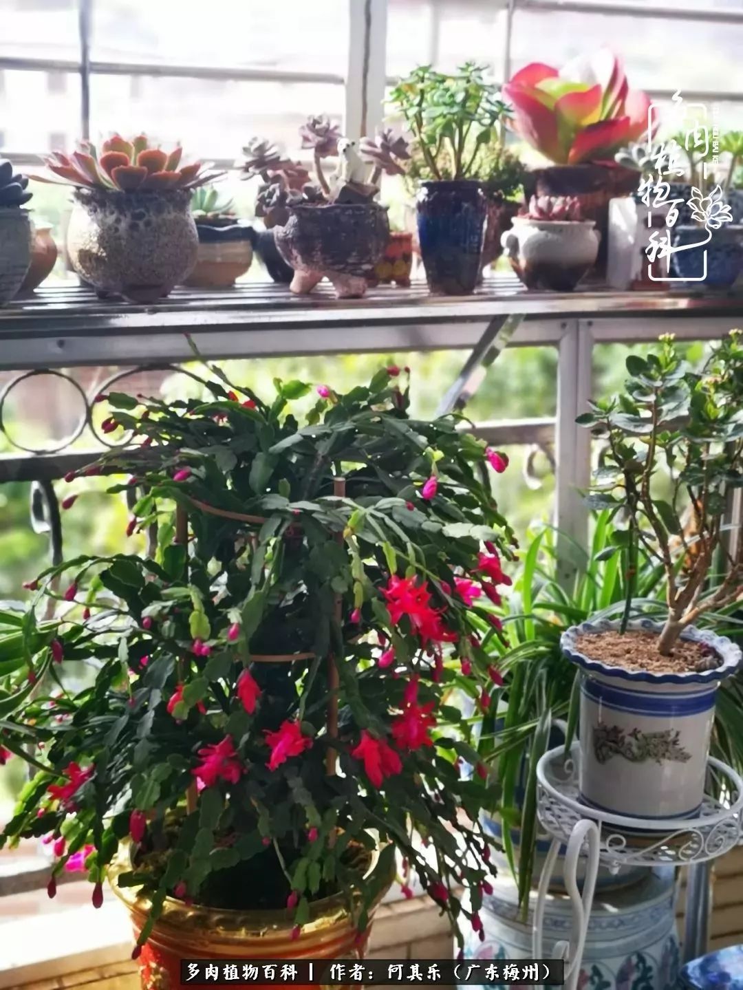 我的阳台“肉园”,看着它们,亦可醉生梦死了