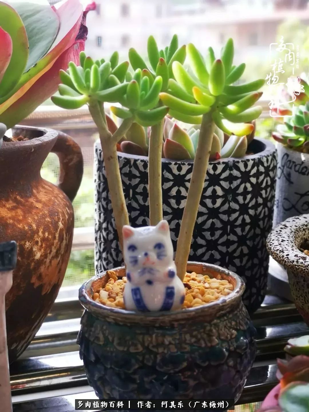 我的阳台“肉园”,看着它们,亦可醉生梦死了