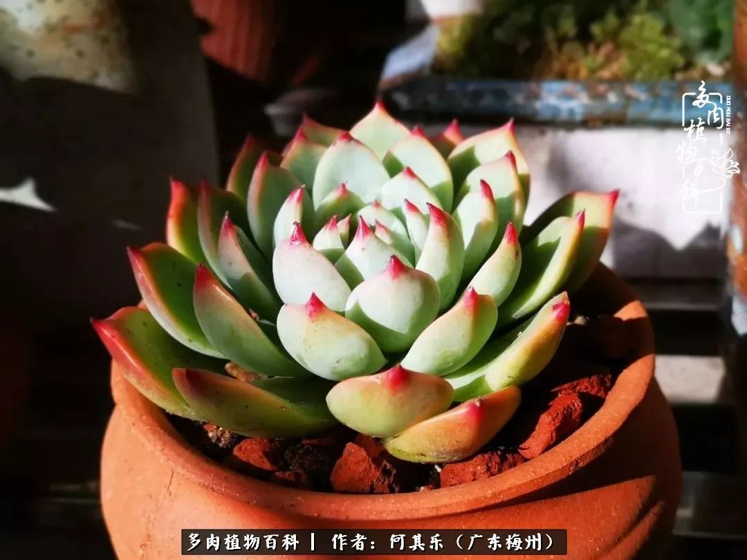 我的阳台“肉园”,看着它们,亦可醉生梦死了