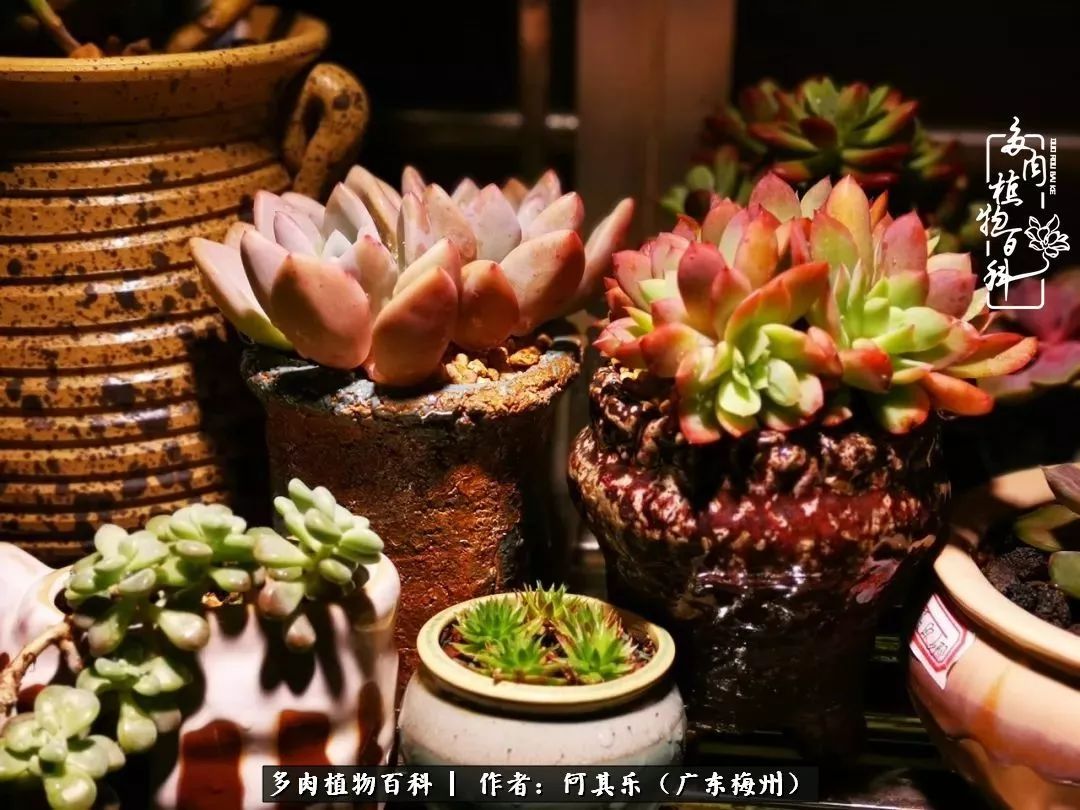 我的阳台“肉园”,看着它们,亦可醉生梦死了