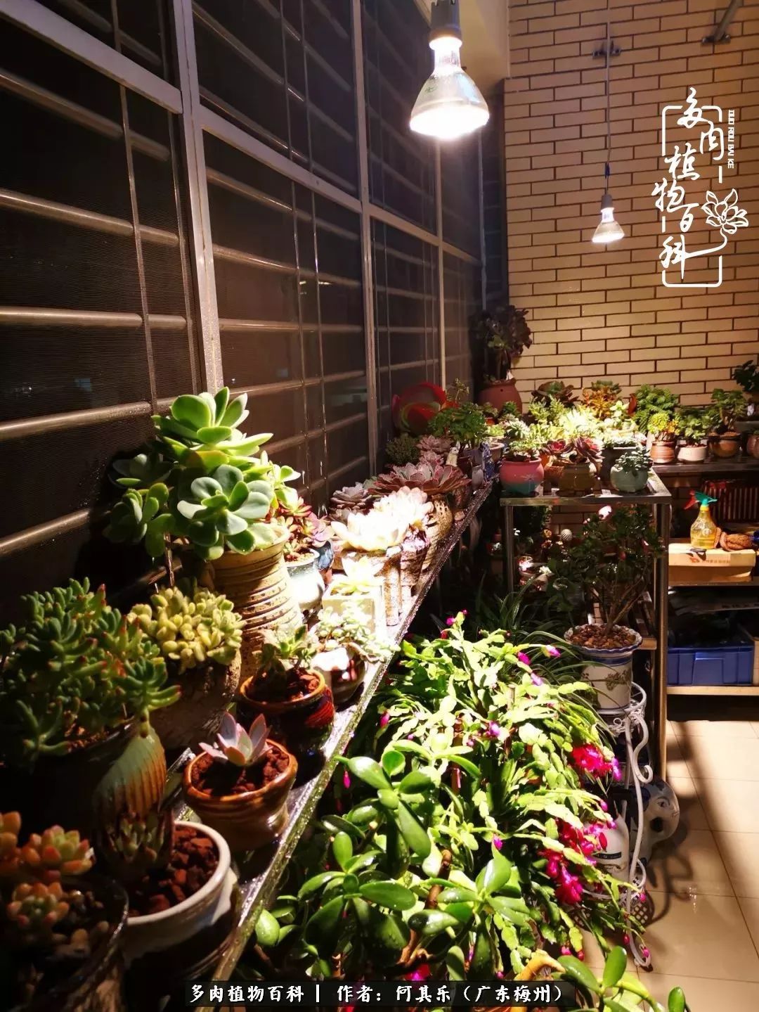 我的阳台“肉园”,看着它们,亦可醉生梦死了