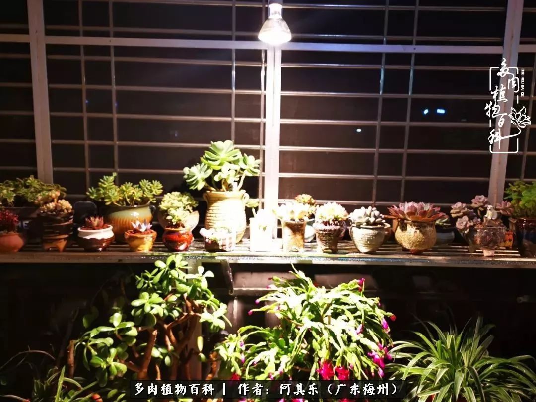 我的阳台“肉园”,看着它们,亦可醉生梦死了